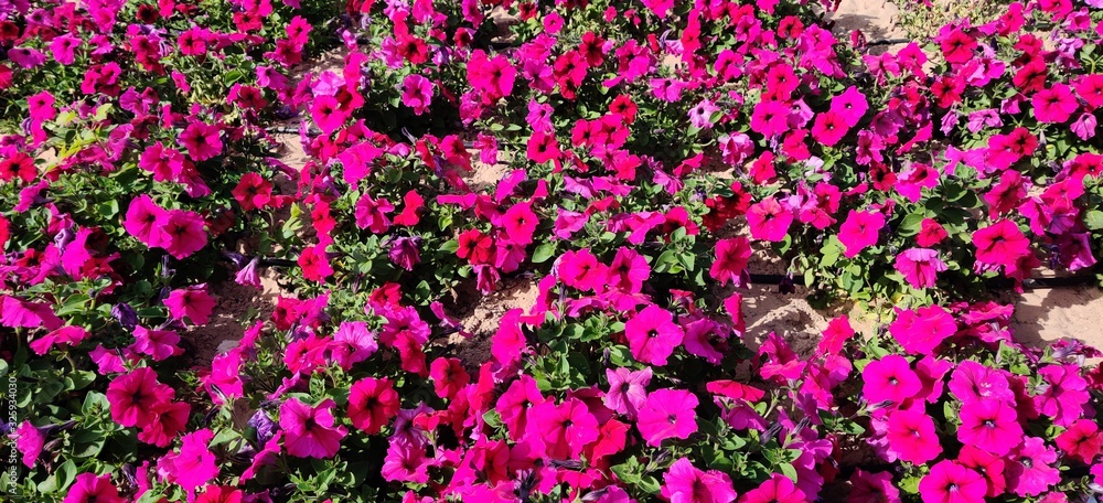 Obraz premium flowers in the garden