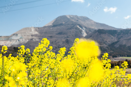 菜の花と伊吹山