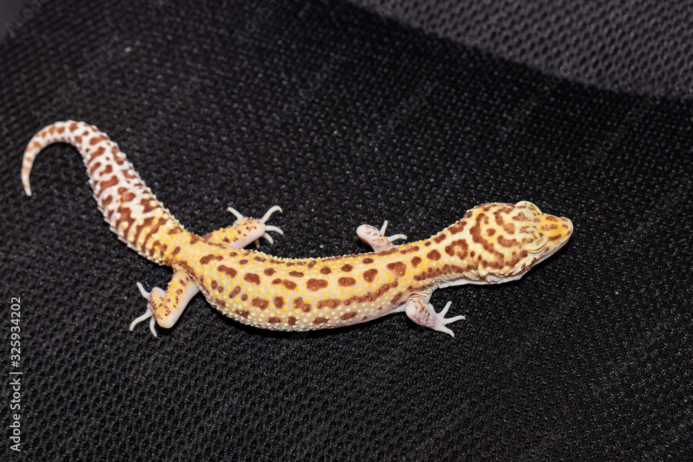 Naklejka premium Female gecko eublefara yellow-orange leopard color on a black ba