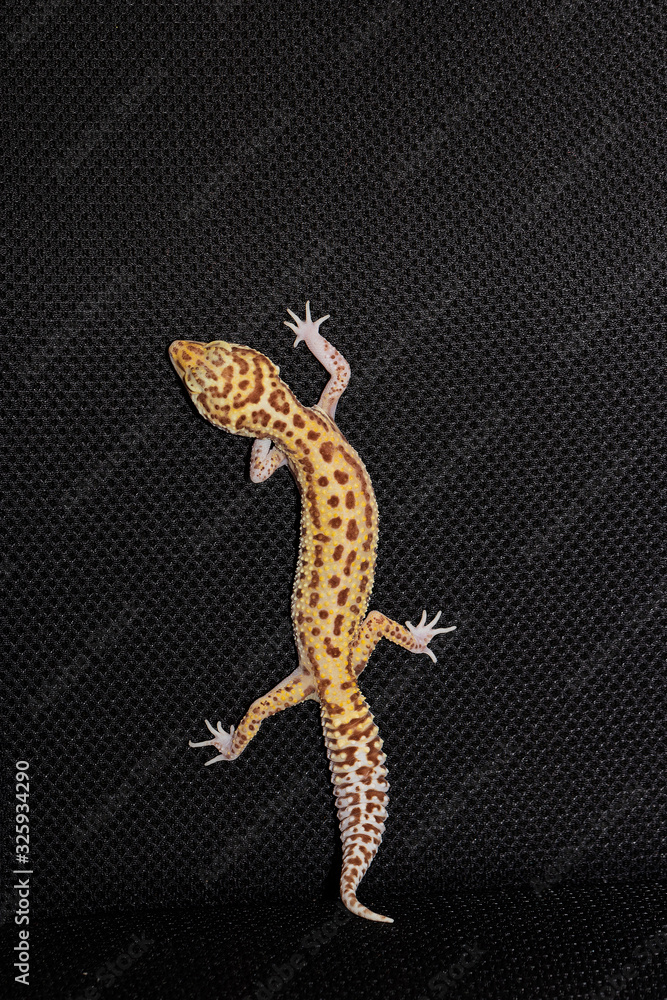 Naklejka premium Female eublefara gecko yellow-orange leopard color climbs up on