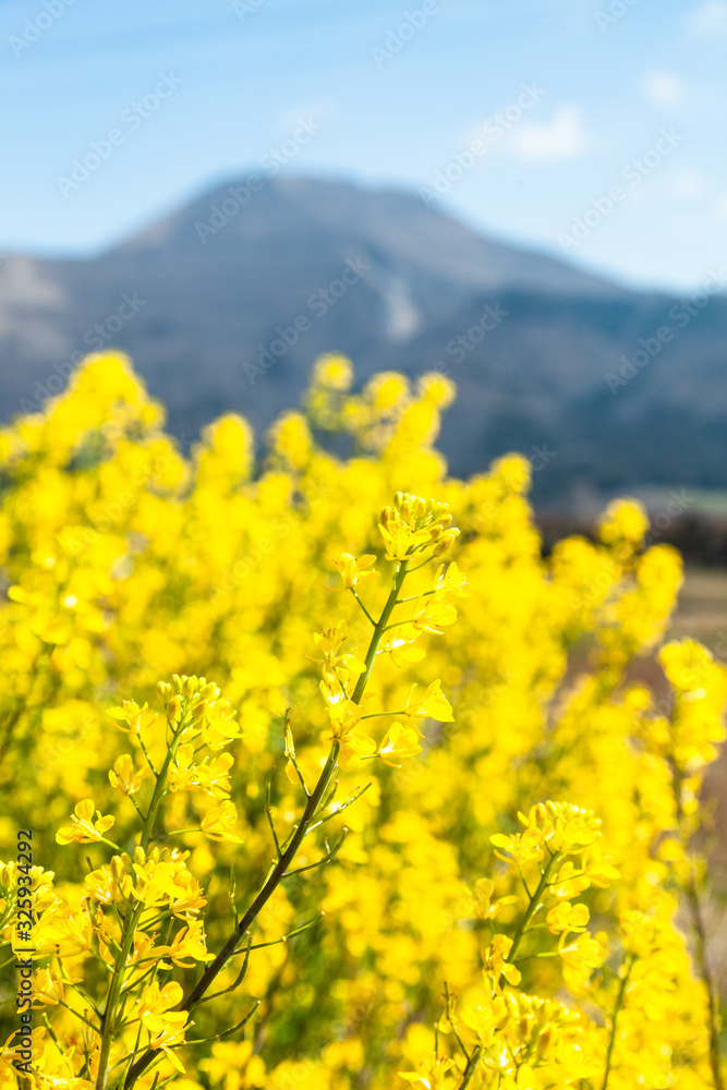Obraz premium 菜の花と伊吹山