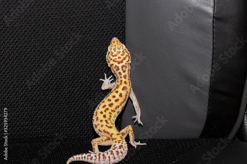 Female eublefara gecko yellow-orange leopard color climbs up on
