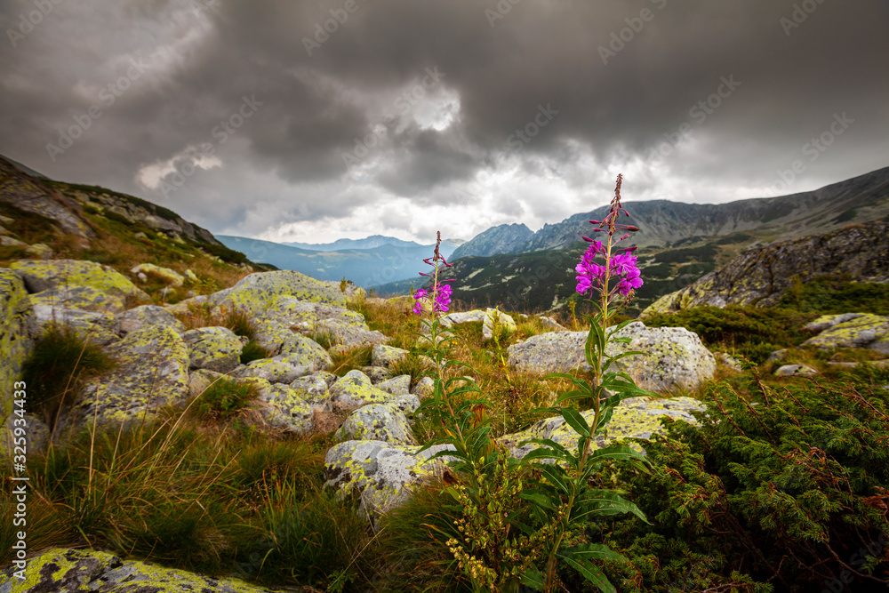 Beautiful alpine scenery in  the Carpathians Mountains in summer