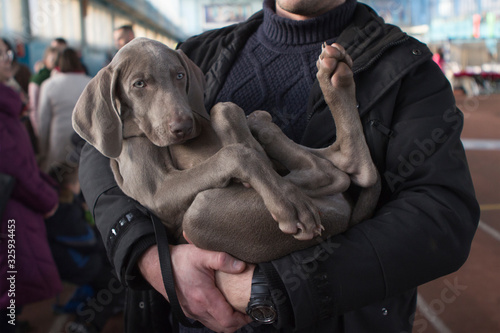 Weimaraner puppy dog in the arms of his master. Paw pads on weimaraner dog photo
