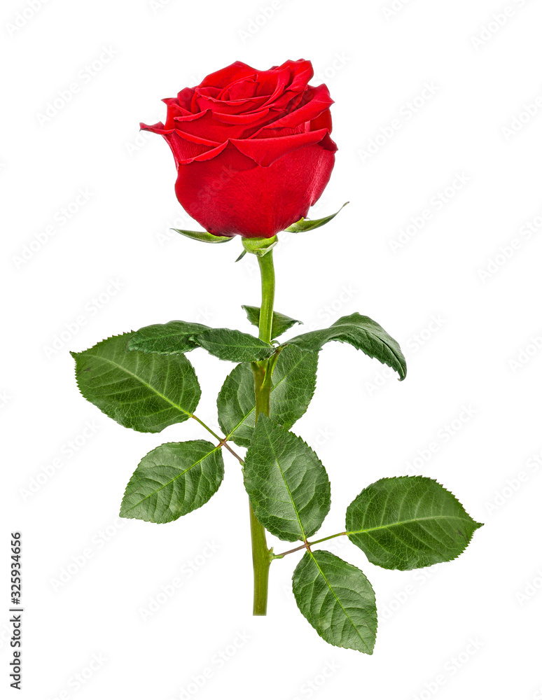 Fototapeta premium Rose flower isolated on white background with clipping path
