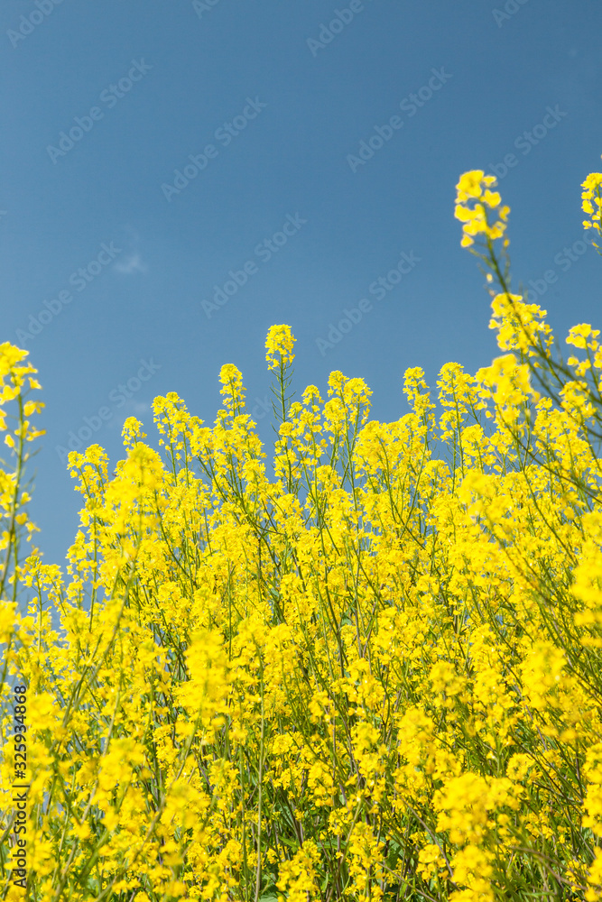 菜の花と青空 菜の花と青空