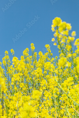 菜の花と青空