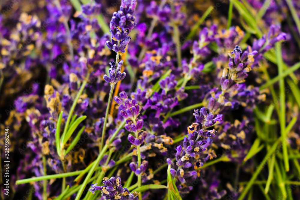 Fototapeta premium Lavender fields and macro flowers, typical Provence landscape in summer.
