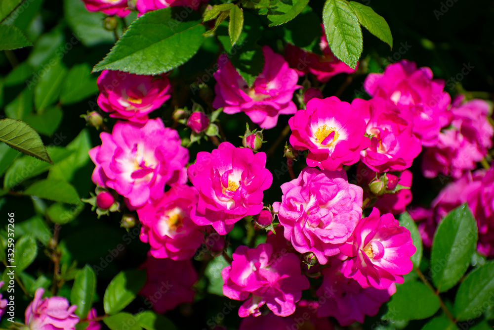 中之島公園のピンクの薔薇(オルレアン ローズ) 中之島公園のピンクの薔薇(オルレアン ローズ)
