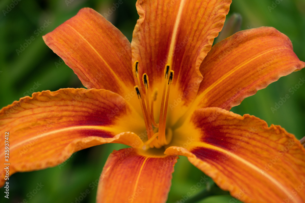 Close up of an orange fire lily in the garden Close up of an orange fire lily in the garden