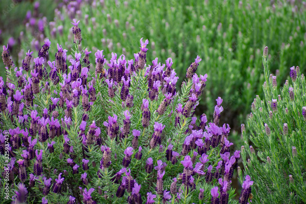 ラベンダー（デンダーダ系）