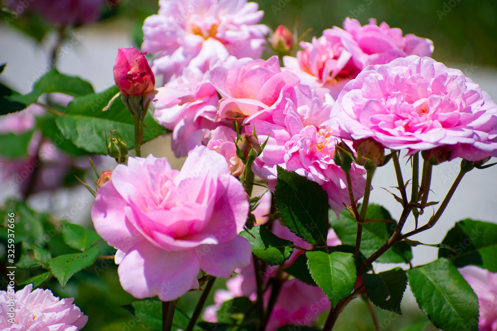 中之島公園のピンクの薔薇（ピンク グルス アン アーヘン）