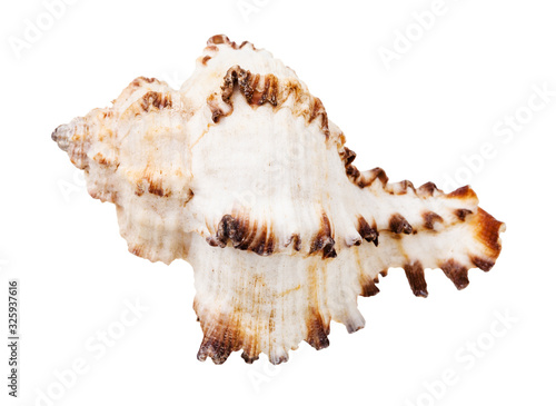 white seashell of mollusc isolated on white