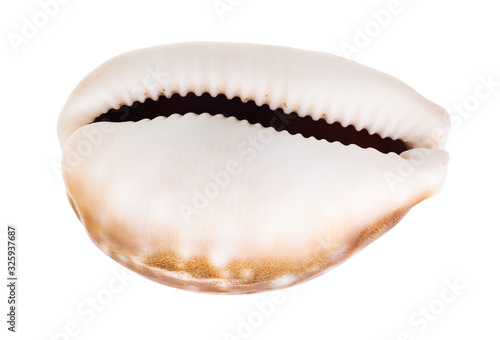 empty shell of cowry isolated on white