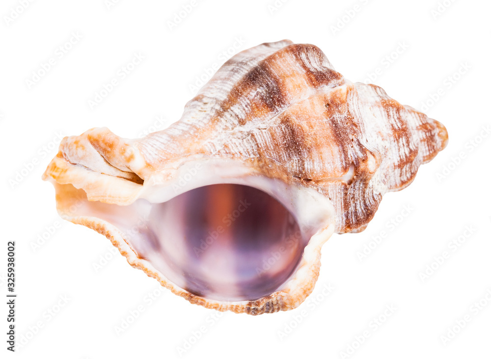 empty shell of whelk snail isolated on white empty shell of whelk snail isolated on white