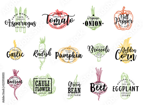 Vegetable vector sketches with letterings of farm food. Isolated tomato, bell pepper, eggplant and broccoli, garlic, onion, corn, radish and bean pod, cauliflower, pumpkin, asparagus and beet