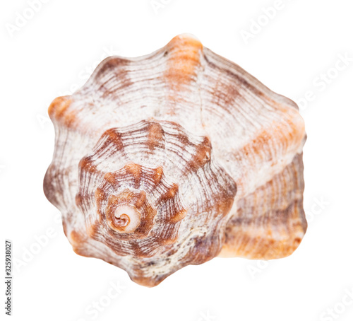helix shell of whelk snail isolated on white