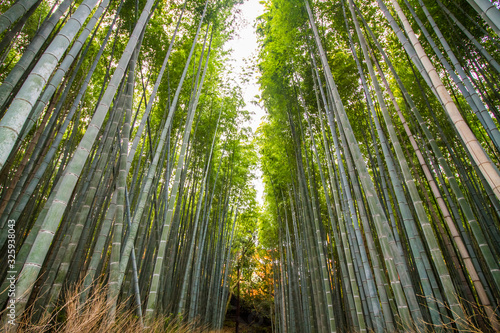 Arashiyama bamboo groove