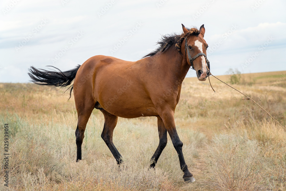 Fototapeta premium Red beautiful horse posing in meadow in front of the camera