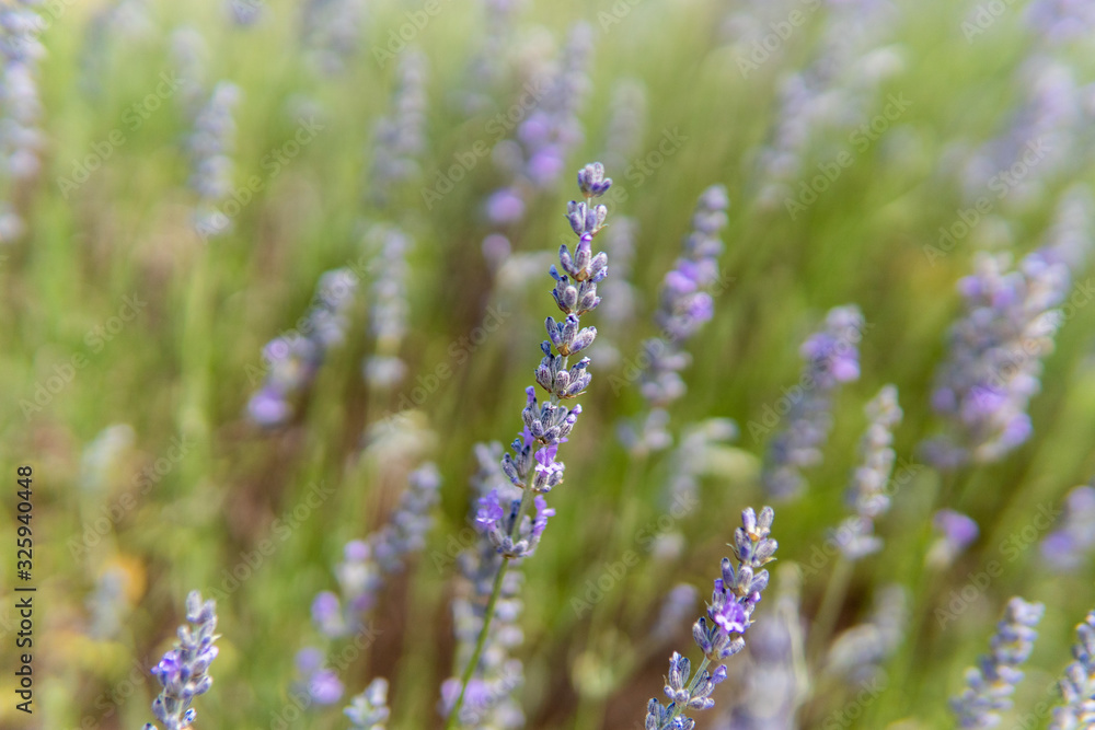 Obraz premium Lavender farm bushes in bloom.