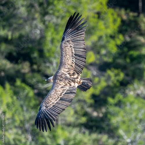 Griffon vulture (gyps fulvus) in flight, Alcoy. © Pablo Eskuder