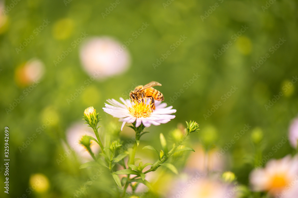 European honey bee also known as Apis mellifera. European honey bee also known as Apis mellifera.