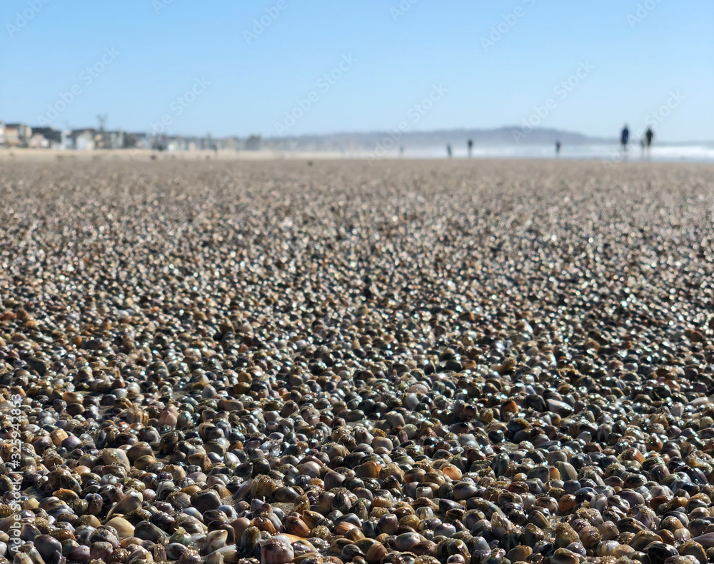Sea and seashells. A lot of sea shells on the beach, close-up view. Sea coast and sea flora. Sea and seashells. A lot of sea shells on the beach, close-up view. Sea coast and sea flora.