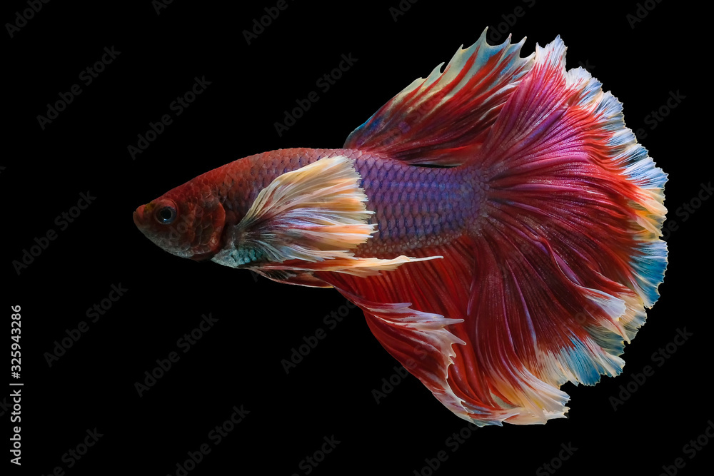 Rhythmic of red betta fish, Beautiful movement of Siamese fighting fish, betta splendens (Halfmoon red dragon betta ), isolated on black background. Rhythmic of red betta fish, Beautiful movement of Siamese fighting fish, betta splendens (Halfmoon red dragon betta ), isolated on black background.