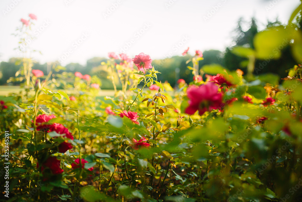 Beautiful red rose flowes blooming in the sunset garden, nature spring