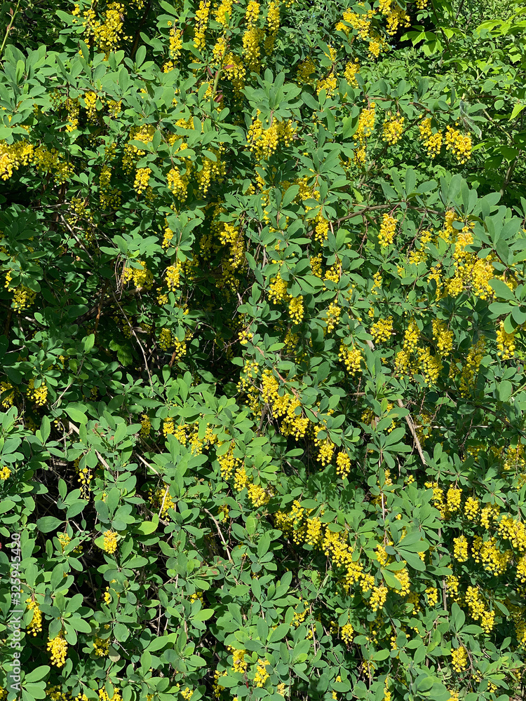spring blooming yellow barberry on a blurry background spring blooming yellow barberry on a blurry background