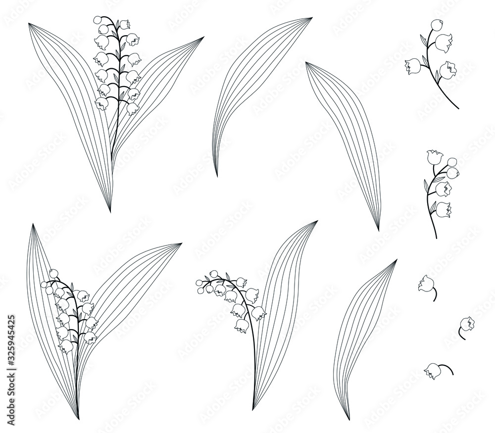 Fototapeta premium Vector Graphics Set of Lily of the Valley Floral Elements