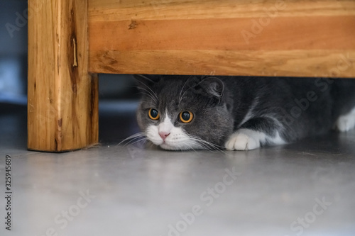 British shorthair cat hiding under the table