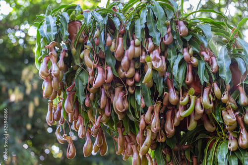 Nepenthes, Tropical pitcher plants and monkey cups (nepenthaceae) in garden. photo