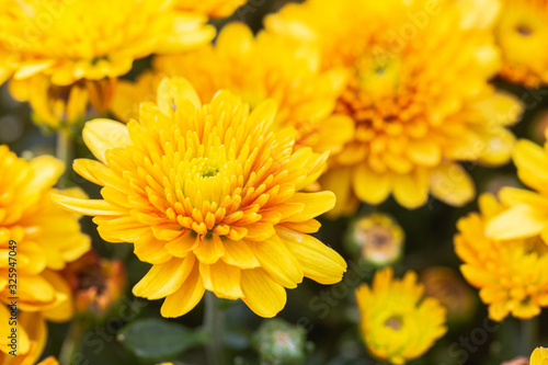 Chrysanthemums flower in botanical garden at sunny summer or spring day for postcard beauty decoration and agriculture design.