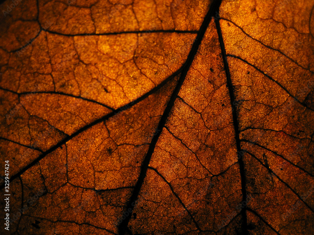 closeup dry leave in low light with spotlight at the back for detail of leave surface. closeup dry leave in low light with spotlight at the back for detail of leave surface.
