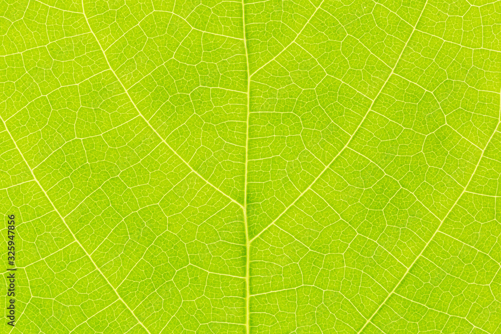Natural green leaf background with light behind for graphic design Natural green leaf background with light behind for graphic design