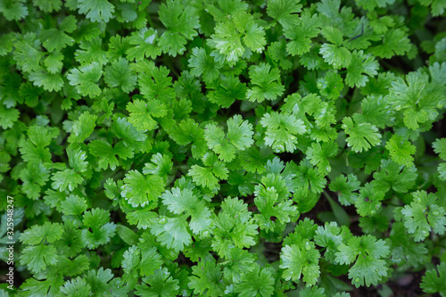 Coriander plant in vegetables garden for health, food and agriculture concept design. photo