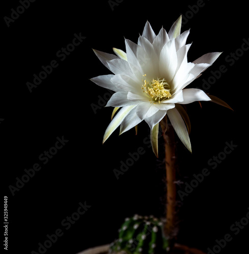 Fototapeta Naklejka Na Ścianę i Meble -  White color with fluffy hairy of Cactus flower on black background