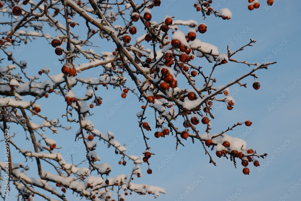 small apples on branches in winter against the blue sky small apples on branches in winter against the blue sky