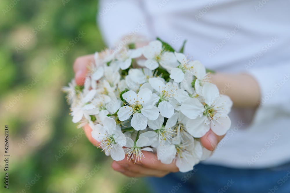 Blooming white cherry in hands of girl, close-up outdoor Blooming white cherry in hands of girl, close-up outdoor