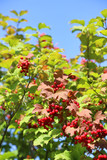 Branches of viburnum with red berries against the sky