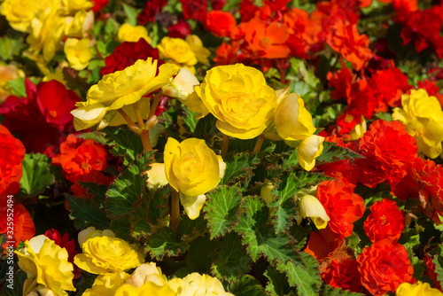 Yellow and red begonia flowers on a flower bed on a summer day