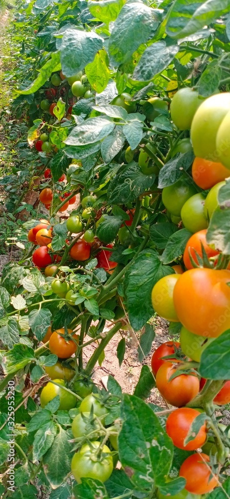 Tomato and tomato plants Tomato and tomato plants