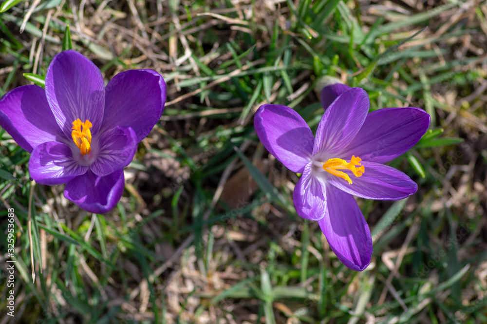 Field of flowering crocus vernus plants, group of bright colorful early spring flowers in bloom Field of flowering crocus vernus plants, group of bright colorful early spring flowers in bloom
