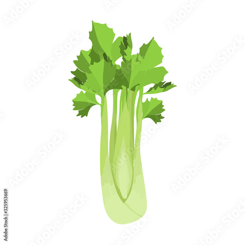 Vector illustration with green fresh celery. Dietary healthy vegetable for veggie cocktails. Cafe smoothie or packaging design.