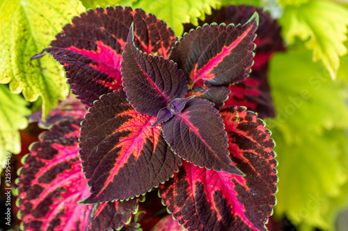 The purple and green leaves of a Coleus