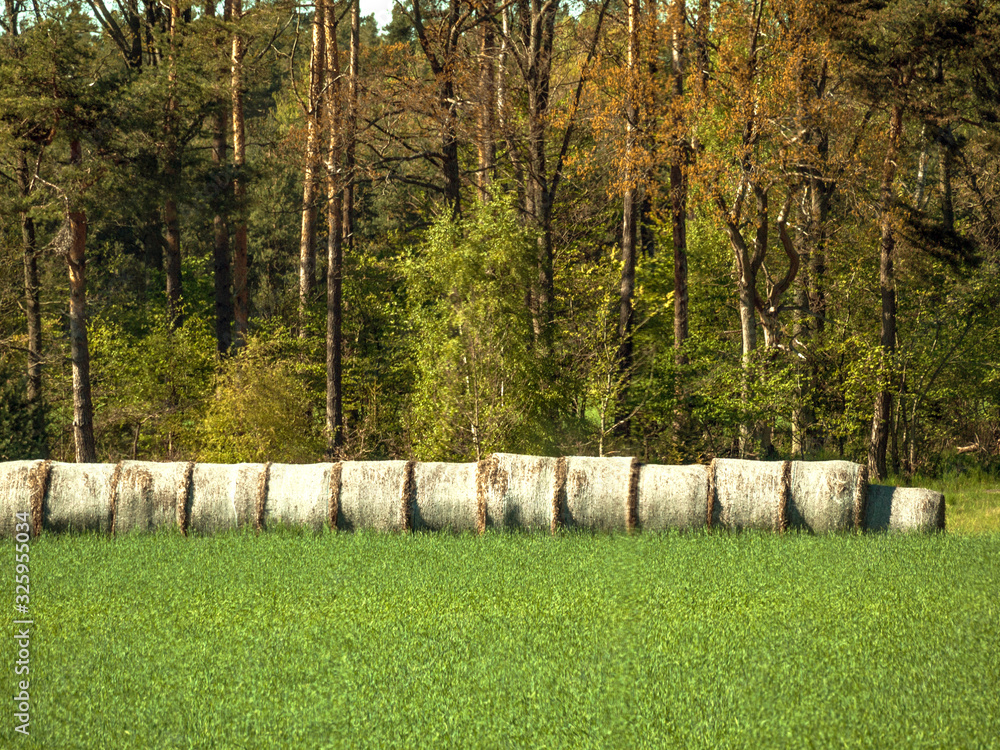 Fototapeta premium Hay row