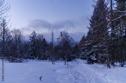 Las w śniegu zima Bieszczady © wedrownik52