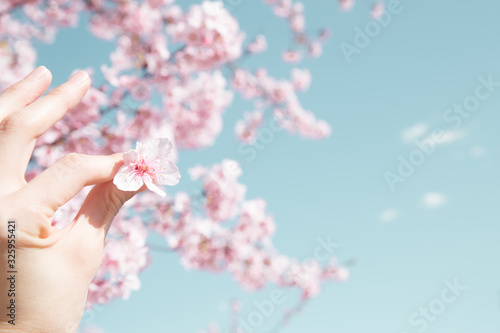 旧中川の川津桜　花びらを持つ人の手