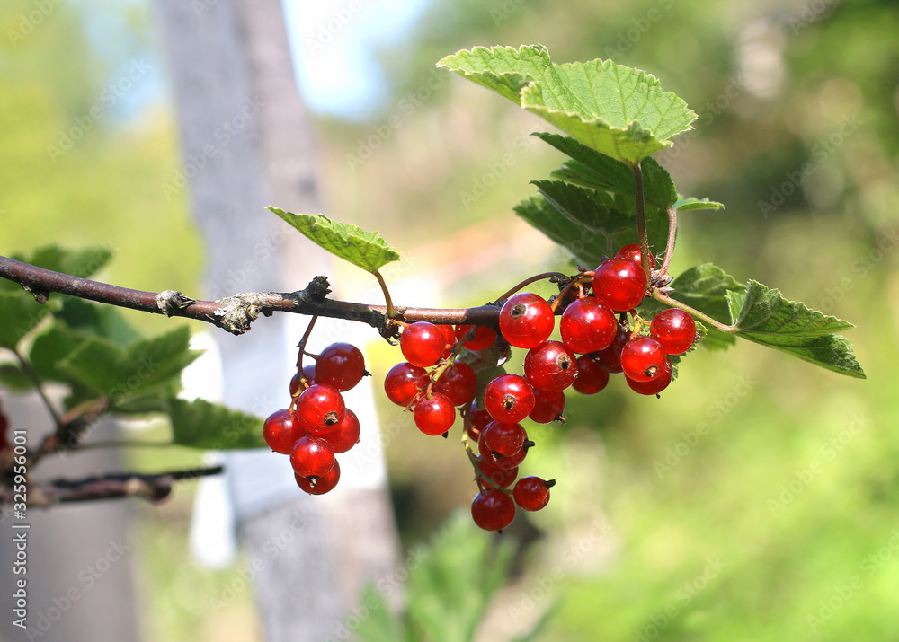 Fresh ripe red currants. Own garden. Close-up as background